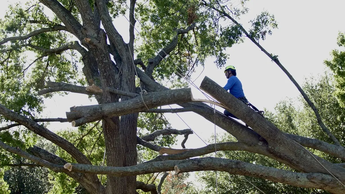 Professional Crown Thinning performed by certified arborists in Bryce